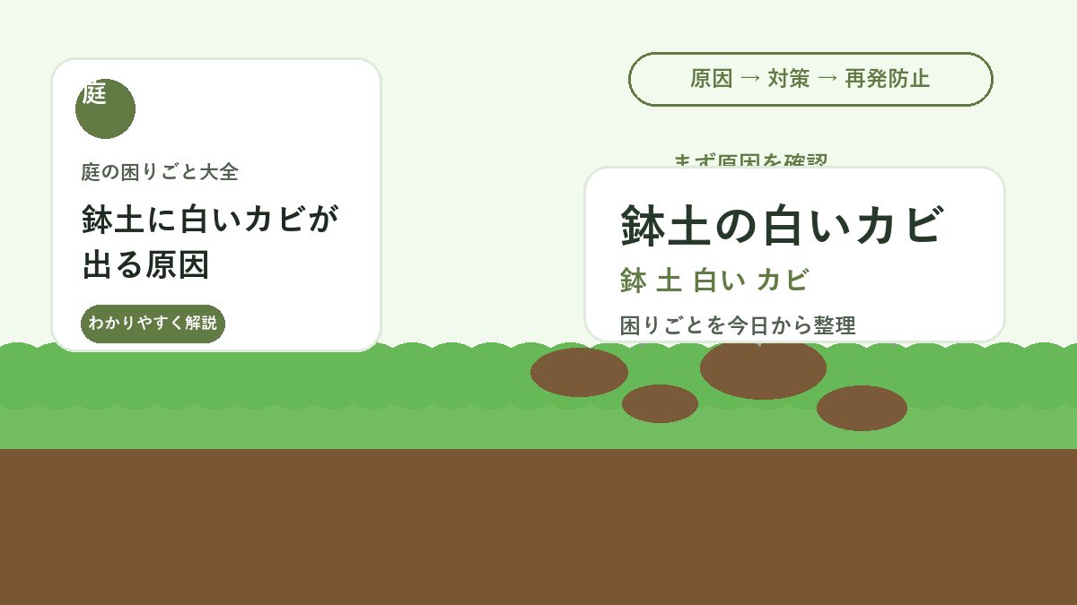 鉢土に白いカビが出る原因｜水やり・風通し・表土交換で防ぐ方法
