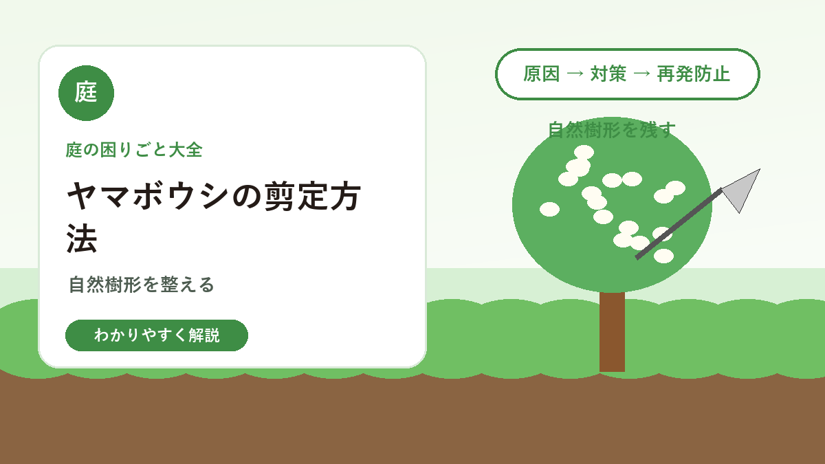 ヤマボウシの剪定方法｜花を減らさず自然樹形を整えるコツ